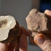 Le principali specie di tartufo Le principali specie di tartufo