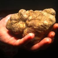 Mille utilizzi del tartufo Mille utilizzi del tartufo