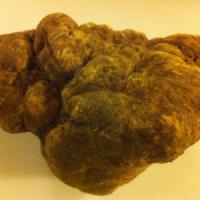 Come conservare il Tartufo Come conservare il Tartufo