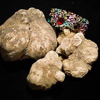 Bio Tartufi Italiani Bio Tartufi Italiani