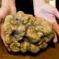 Tartufo gigante in Molise Tartufo gigante in Molise