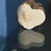 Storia e storie sul tartufo Storia e storie sul tartufo
