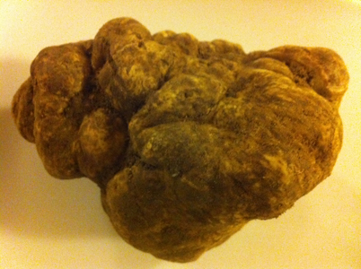 conservaretartufo