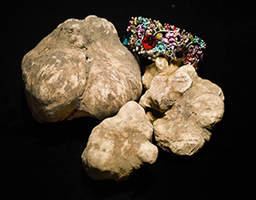 tartufi