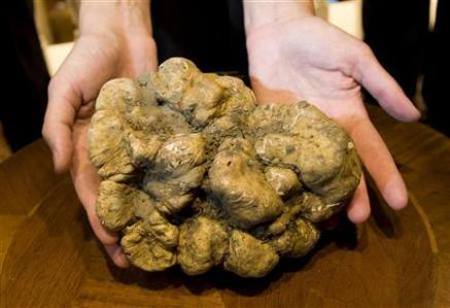 tartufogigante