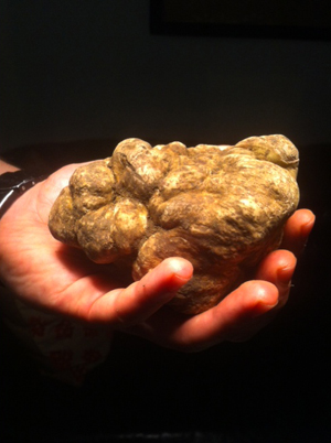 tartufo6